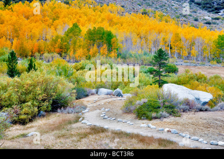 Chemin Rock avec couleur automne trembles Inyo National Forest Eastern Sierras Californie Banque D'Images