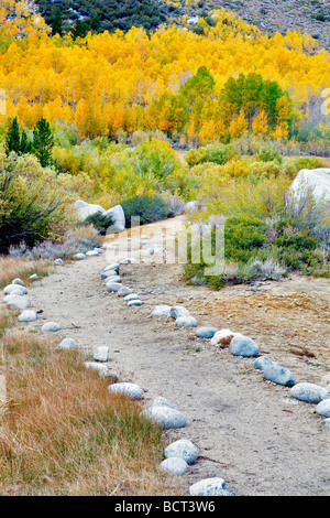 Chemin Rock avec couleur automne trembles Inyo National Forest Eastern Sierras Californie Banque D'Images