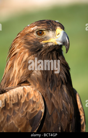 Close up d'un adulte golden eagle, Mongolie Banque D'Images