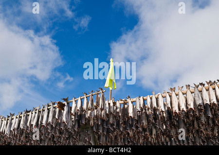 Stockfish morue accrocher à partir de bois séchoirs à l'air sec en hiver, îles Lofoten, Norvège Banque D'Images