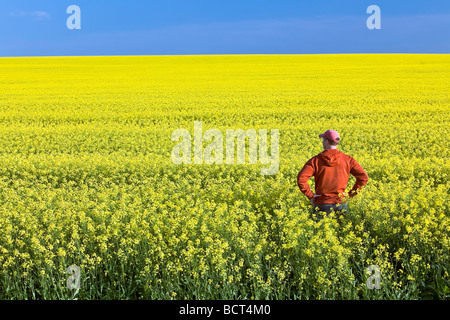 Agriculteur avec vue sur champ de canola, Pembina Valley, près de Treherne, Manitoba, Canada. Banque D'Images