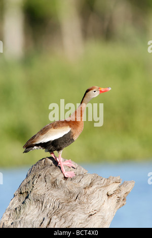 Black bellied whistling duck Banque D'Images