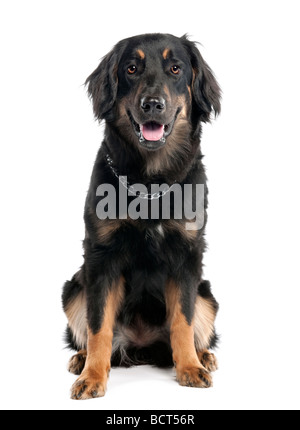 Chien Hovawart, 7 mois, in front of white background, studio shot Banque D'Images