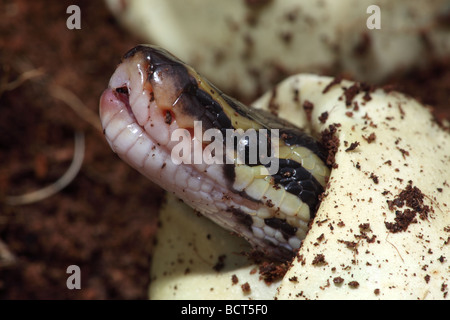 Ball Python (Python regius) de l'œuf à couver en captivité - originaires d'Afrique Banque D'Images