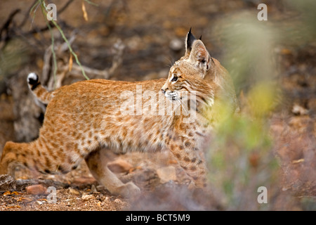 Lynx roux (Lynx rufus ) Arizona - Standing in desert Banque D'Images