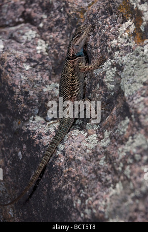 Lézard épineux de montagne (Sceloporus jarrovii) Arizona - Soleil sur rock a également appelé l'Achillée Lizard Banque D'Images