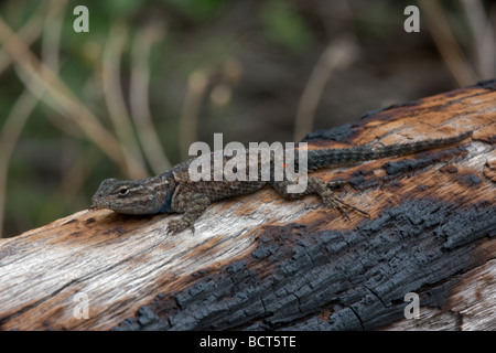 Lézard épineux de montagne (Sceloporus jarrovii) Arizona - Soleil sur rock a également appelé l'Achillée Lizard Banque D'Images