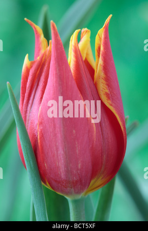 Tulipa schrenkii (Tulip) Groupe Divers Banque D'Images