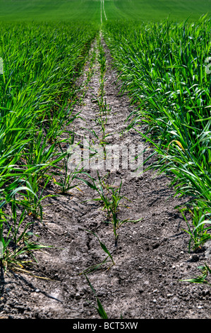 La voie du tracteur séchés dans la distance la décoloration des empreintes dans le champ des cultures avec de nouveaux la Croissance luxuriante à Calne Wiltshire Banque D'Images