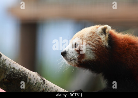 Le panda rouge, aussi appelé le Firefox ou moins (nom latin : Panda Ailurus fulgens) captif - Banque D'Images