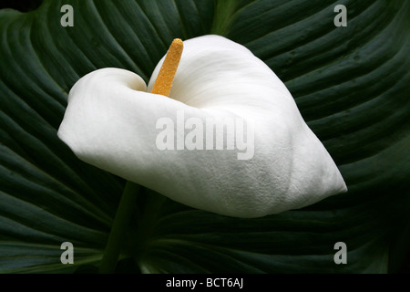 Zantedeschia aethiopica Arum blanc prises à Calderstones Park, Liverpool, Royaume-Uni Banque D'Images