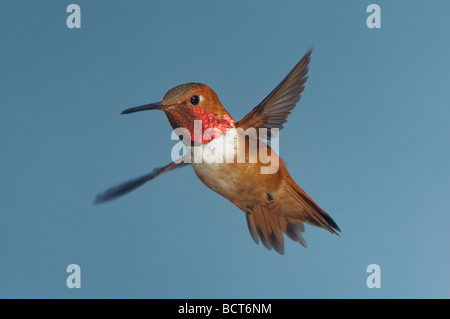 Le Colibri d'alimentation mâle à fleur Kalanchoe Selasphorus rufus British Columbia Canada BI018732 Banque D'Images