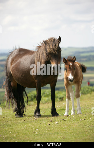 Salon de Dartmoor, l'Angleterre. Un poney Dartmoor mère et poulain Dartmoor National Park, avec en arrière-plan. Banque D'Images