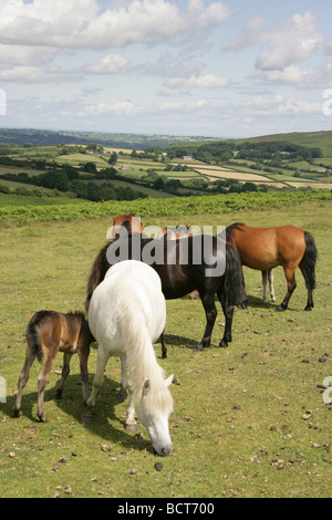 Salon de Dartmoor, l'Angleterre. Un poney Dartmoor mère et poulain Dartmoor National Park, avec en arrière-plan. Banque D'Images