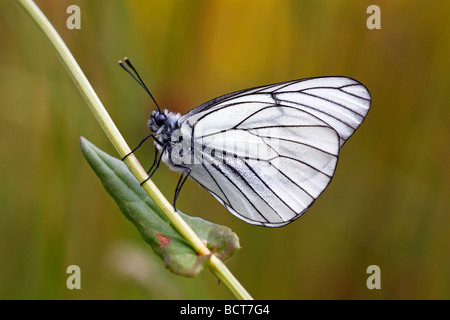 Papillon blanc veiné noir (Aporia crataegi), réserve naturelle Lueneburg Heath, Basse-Saxe, Allemagne, Europe Banque D'Images