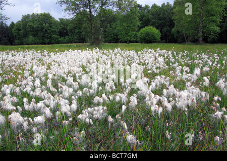 Moor dans le Lueneburg Heath avec les linaigrettes (Eriophorum angustifolium), réserve naturelle Pietzmoor, Schneverdingen, natur Banque D'Images