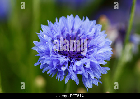 D'une fleur de bleuet (Centaurea cyanus) Banque D'Images