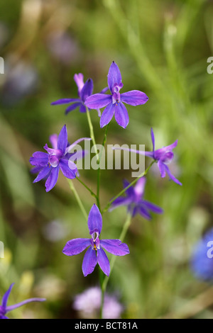 Forking Delphinium consolida regalis () Banque D'Images