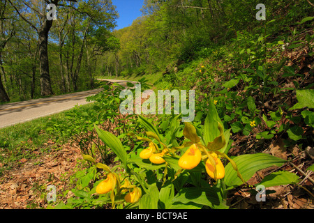 Dame jaune Chaussons le long de Skyline Drive le Parc National Shenandoah en Virginie Banque D'Images