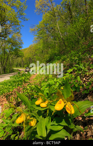 Dame jaune Chaussons le long de Skyline Drive le Parc National Shenandoah en Virginie Banque D'Images