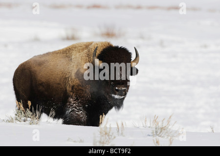 American Bison bison bison Bison des profils dans la neige Parc National de Yellowstone au Wyoming USA Banque D'Images