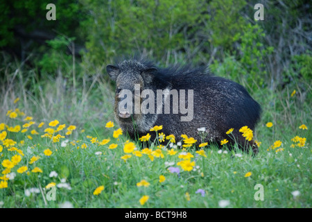 Javelina Tayassu tajacu pécari à collier adulte en matière d'Huisache Amblyolepis Daisy setigera Sinton Corpus Christi au Texas Banque D'Images