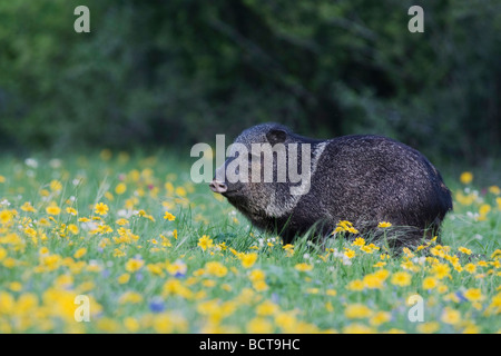 Javelina Tayassu tajacu pécari à collier adulte en matière d'Huisache Amblyolepis Daisy setigera Sinton Corpus Christi au Texas Banque D'Images