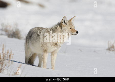 Coyote Canis latrans des profils dans la neige Parc National de Yellowstone au Wyoming USA Banque D'Images