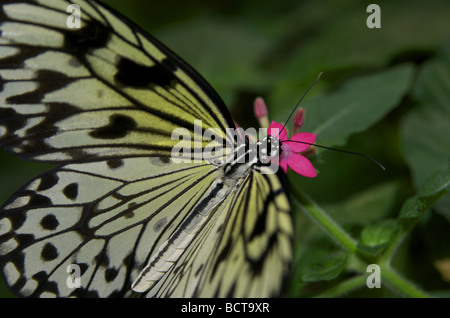 Close up of butterfly se nourrissant de fleur rose Banque D'Images