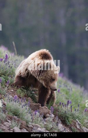 Ours grizzli (Ursus arctos horribilis) adulte en frange pourpre fleurs Phacelia sericea Parc National de Yellowstone au Wyoming USA Banque D'Images