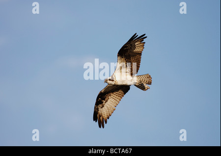 Balbuzard pêcheur Pandion haliaetus hot en vol rivière Yellowstone Parc National de Yellowstone, Wyoming, USA Banque D'Images