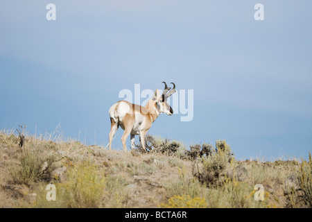 L'antilocapre Antilocapra americana le Parc National de Yellowstone au Wyoming USA Banque D'Images