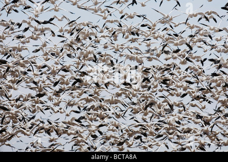 Oie des neiges (Chen caerulescens) troupeau le Bosque del Apache National Wildlife Refuge Nouveau Mexique USA Banque D'Images