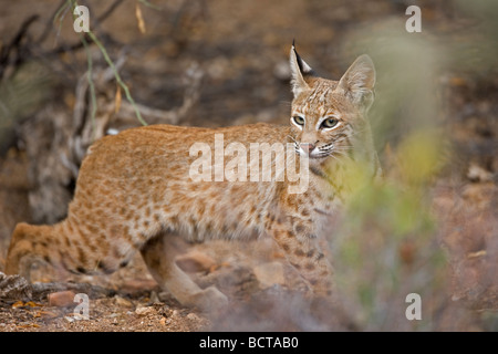 Lynx roux (Lynx rufus ) Arizona - Standing in desert Banque D'Images