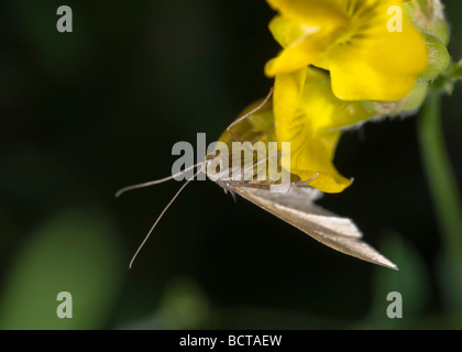 Nudaria mundana valet de mousseline sur fleur jaune. Banque D'Images