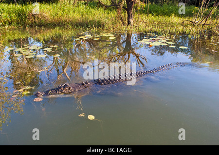 Un grand (eau salée Les estuaires) Crocodile (Crocodylus porosus) à l'eau jaune Billabong dans le Kakadu National Park. Banque D'Images