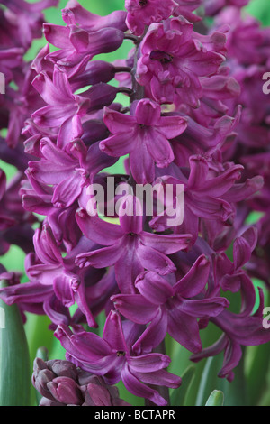 Hyacinthus orientalis Jacinthe 'Woodstock' () Banque D'Images