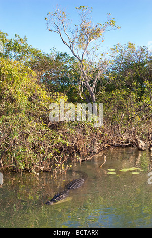 Un grand (eau salée Les estuaires) Crocodile (Crocodylus porosus) à l'eau jaune Billabong dans le Kakadu National Park. Banque D'Images