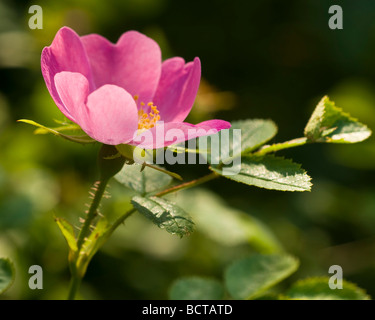 Dog rose rosa dans caninaa petit bois . Banque D'Images