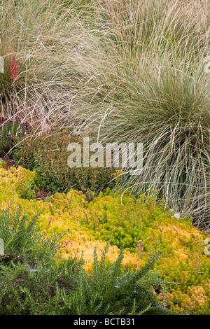 L'amplitude de Rosemary Sedum succulentes avec Atlas traçante Festuca mairei grass meadow garden pour la Californie accueil Banque D'Images