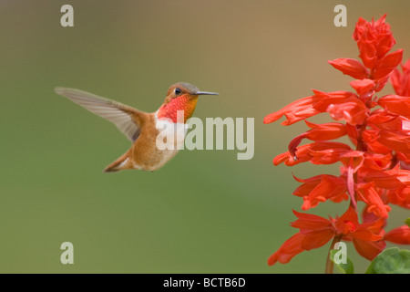 Colibri roux - alimentation mâle du flower Selasphorus rufus British Columbia, Canada BI019283 Banque D'Images