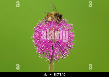 Abeille Apis mellifera sur alimentation adultes Briar sensibles Mimosa nuttallii Sinton Corpus Christi Texas USA Coastal Bend Banque D'Images