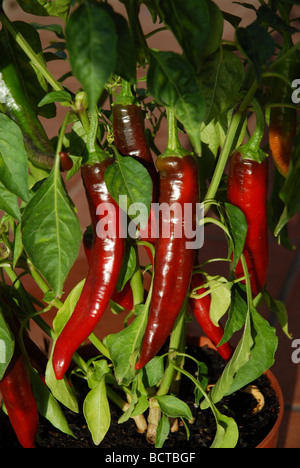 Large red chillies mûrir sur la plante, Espagne Banque D'Images