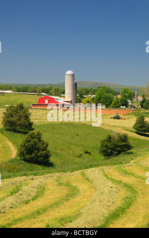 Agriculteur Mennonite sur tracteur tond hay field sur farm près de Dayton dans la vallée de Shenandoah en Virginie Banque D'Images