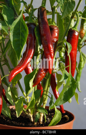 Large red chillies mûrir sur la plante, Espagne Banque D'Images