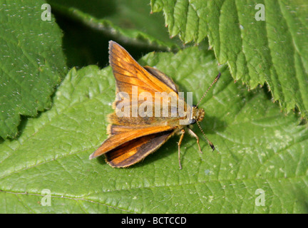 Grand Patron Papillon, Ochlodes sylvanus (femelle), Hesperiidae Banque D'Images