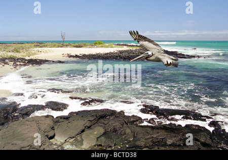 Un 'Brow Pelican', unique sous-espèce de pélican, volant au-dessus de la plage, de la mer et des rochers noirs sur l'île Isabela, les îles Galapagos Banque D'Images