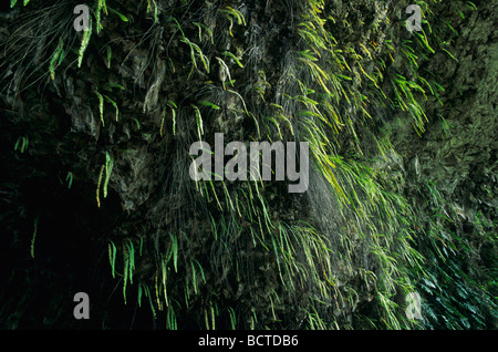 Fern Grotto Kauai Hawaii USA Août 1996 Banque D'Images