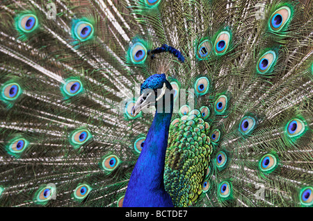 Pavo cristatus (paons indiens), Peacock Banque D'Images