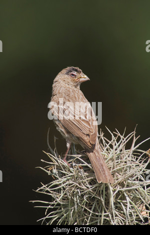 Roselin familier Carpodacus mexicanus perché adultes Hill Country Texas USA Avril 2007 Banque D'Images